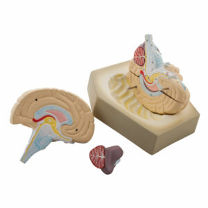Eisco AM0020 - Human Brain Model- 4 Parts - 190 x 150 x 150mm