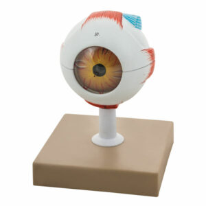 Eisco AM0026 - 3D Human Eye Model - 3 x Life Size - 120 x 120 x 170mm
