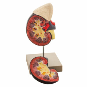 Eisco AM0110 - Kidney and Adrenal Gland Model - 2 Parts - 120 x 12...