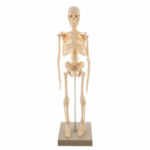 Eisco AM0130B - Human Skeleton - 450mm High