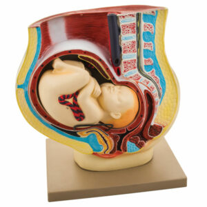 Eisco AN0120 - Human Pregnancy Model With Removable Foetus - 420 x...
