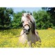 Horse in the Field of Flowers