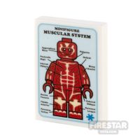 Product shot Custom Printed Tile 2x3 Medical Poster Muscular System