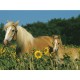 Jigsaw Puzzle - 200 Pieces - Maxi - My Horse