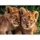Adorable Lion Babies