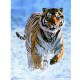 Jigsaw Puzzle - 500 Pieces - Tiger in the Snow