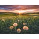 Nature Edition - Dandelions in the sunset
