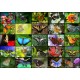 Collage - Butterflies