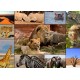 Collage - Wildlife
