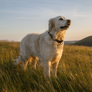 Canine Holistic Health & Therapy Diploma Course