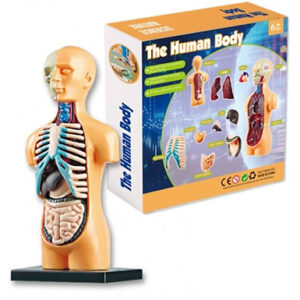 DIY Human Body Model Educational Toy