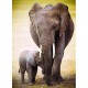 The Elephant and baby elephant