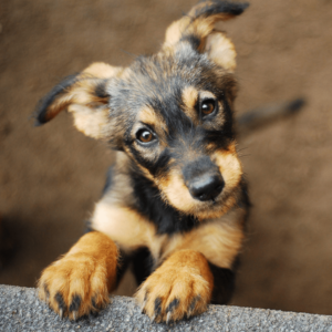 Understanding Canine Anxiety Diploma Course
