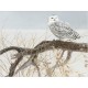 XXL Pieces - Fallen Willow Snowy Owl
